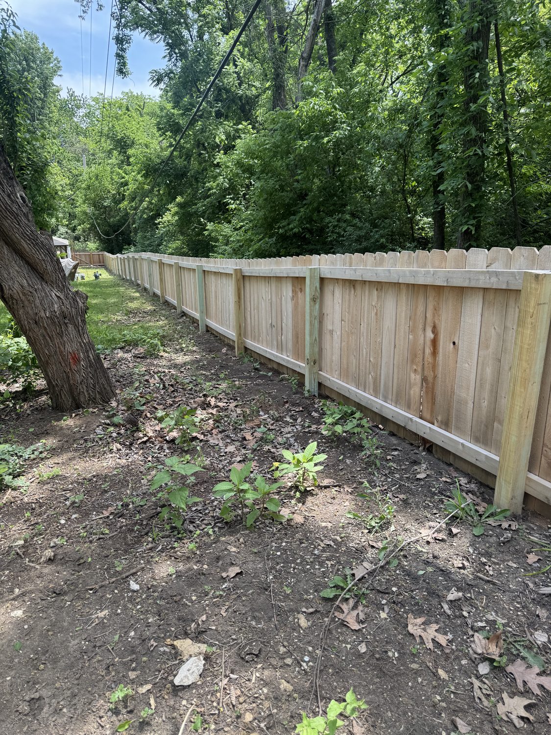 Cedar privacy fence